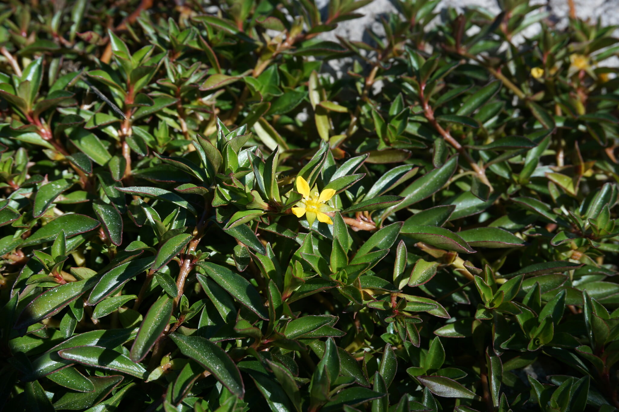 Ludwigia repens